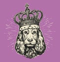 Royal portrait of cute Dog in crown. Pet animal, Cocker Spaniel head sketch. Vintage vector illustration Royalty Free Stock Photo