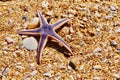 Royal Purple Starfish on the Beach Royalty Free Stock Photo