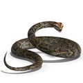 Royal python Royalty Free Stock Photo