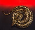 Royal python Royalty Free Stock Photo