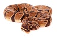 Royal Python Royalty Free Stock Photo