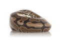 Royal Python Royalty Free Stock Photo