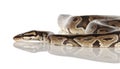 Royal Python Royalty Free Stock Photo