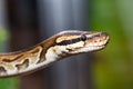 Royal python, or ball python (Python regius) Royalty Free Stock Photo