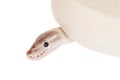 Royal Python, or Ball Python on white Royalty Free Stock Photo
