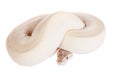Royal Python, or Ball Python on white Royalty Free Stock Photo