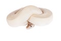 Royal Python, or Ball Python on white Royalty Free Stock Photo