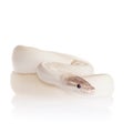Royal Python, or Ball Python on white Royalty Free Stock Photo
