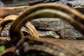 The royal python, ball python, python regius Royalty Free Stock Photo