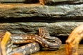 The royal python, ball python, python regius snake