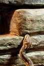 The royal python, ball python, python regius snake