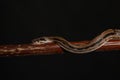 Royal Python, or Ball Python Python regius, studio Royalty Free Stock Photo