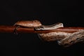 Royal Python, or Ball Python Python regius, studio Royalty Free Stock Photo