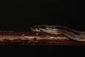 Royal Python, or Ball Python Python regius, studio Royalty Free Stock Photo