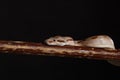 Royal Python, or Ball Python Python regius, studio Royalty Free Stock Photo