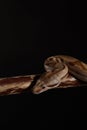 Royal Python, or Ball Python Python regius, studio Royalty Free Stock Photo