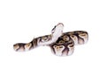 Royal Python, or Ball Python on white Royalty Free Stock Photo