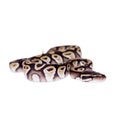 Royal Python, or Ball Python on white Royalty Free Stock Photo