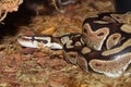 Royal python Royalty Free Stock Photo