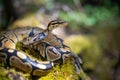 The royal python looks up close-up. Reptile in the terrarium. Royalty Free Stock Photo