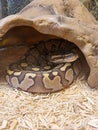 The royal python looks up close-up. Reptile in the terrarium. Royalty Free Stock Photo