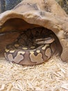 The royal python looks up close-up. Reptile in the terrarium.