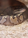 The royal python looks up close-up. Reptile in the terrarium.