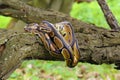 The Royal python Python regius, also called the ball python lying twisted on a dry branch with a green background.Small African