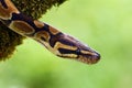 The Royal python Python regius, also called the ball python lying twisted on a dry branch with a green background.Small African Royalty Free Stock Photo