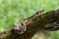 The Royal python Python regius, also called the ball python lying twisted on a dry branch with a green background.Small African Royalty Free Stock Photo