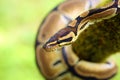 The Royal python Python regius, also called the ball python lying twisted on a dry branch with a green background.Small African Royalty Free Stock Photo
