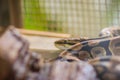The Royal python (Python regius), also called the ball python, is a python species native to West and Central Africa, where it Royalty Free Stock Photo