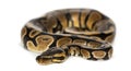 Royal python, Python regius, isolated Royalty Free Stock Photo