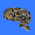 Watercolor closeup portrait of Royal python or Python regius isolated on white background. Hand drawn cold-blooded Royalty Free Stock Photo