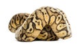 Royal python, python regius, rolled