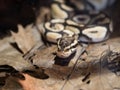 Royal Python- Python regius- partial view Royalty Free Stock Photo