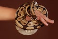 Royal python snake Royalty Free Stock Photo