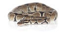 Royal Python snake in studio Royalty Free Stock Photo