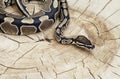 Royal Python snake on a stump Royalty Free Stock Photo