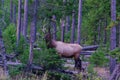 Royal Rocky Mountain Elk, Wapiti, cervus elaphus nelsoni