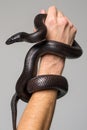 The royal serpent, Nigrita, encircles the male hand. Gray background.