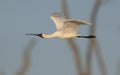 Royal Spoonbill bird in flight