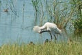 Royal spoonbill in bowing