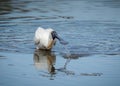 A Royal spoonbill comically spitting water as it feeds in a waterhole