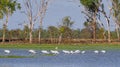 Royal Spoonbill on Lake Broadwater.