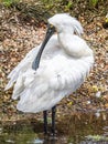 Royal Spoonbill