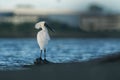 Royal spoonbill - Platalea regia - kotuku on the seaside with waves, sand