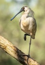 Royal Spoonbill ( Platalea regia) One-Legged Stance in Queensland, Australia.