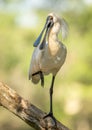 Royal Spoonbill ( Platalea regia) Perched on one leg with beak open.