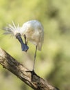 Royal Spoonbill ( Platalea regia) preening on one leg in Queensland, Australia.